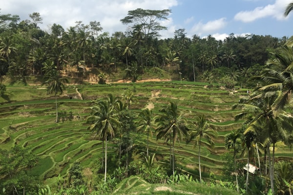 Tegallalang